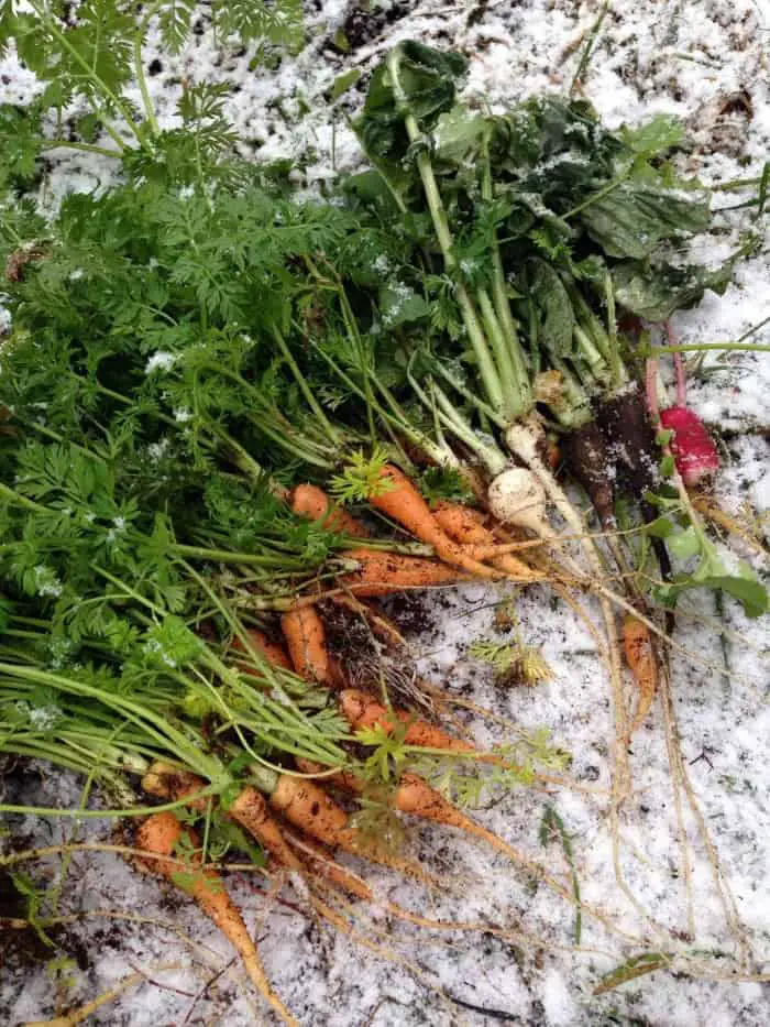 Winter root crops harvested in a winter garden