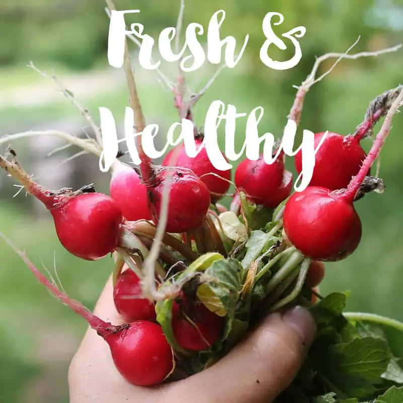 Grow Fresh & Healthy Food for Your Family