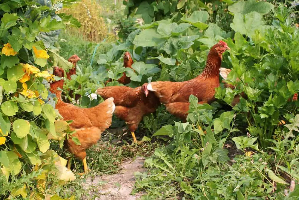 How to Free-Range Chickens in the Garden