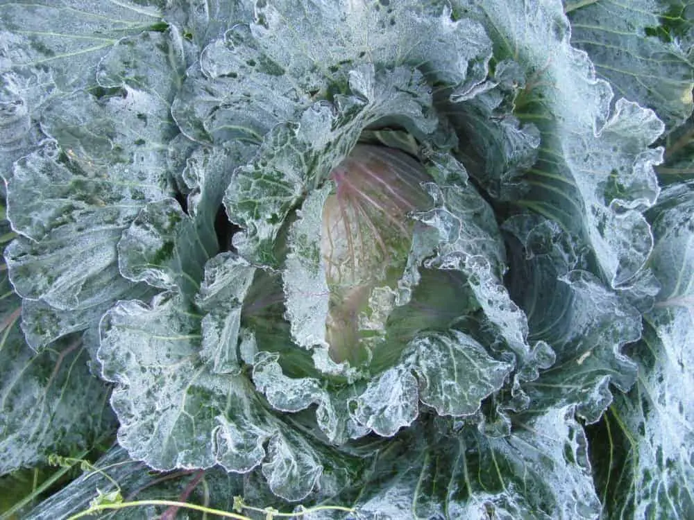 Januray King Cabbage heirloom winter gardening star!