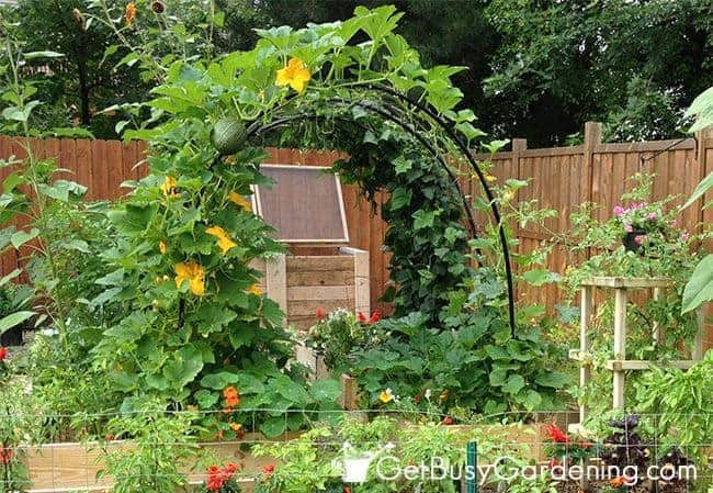 Vertical gardening: How to grow a squash arch