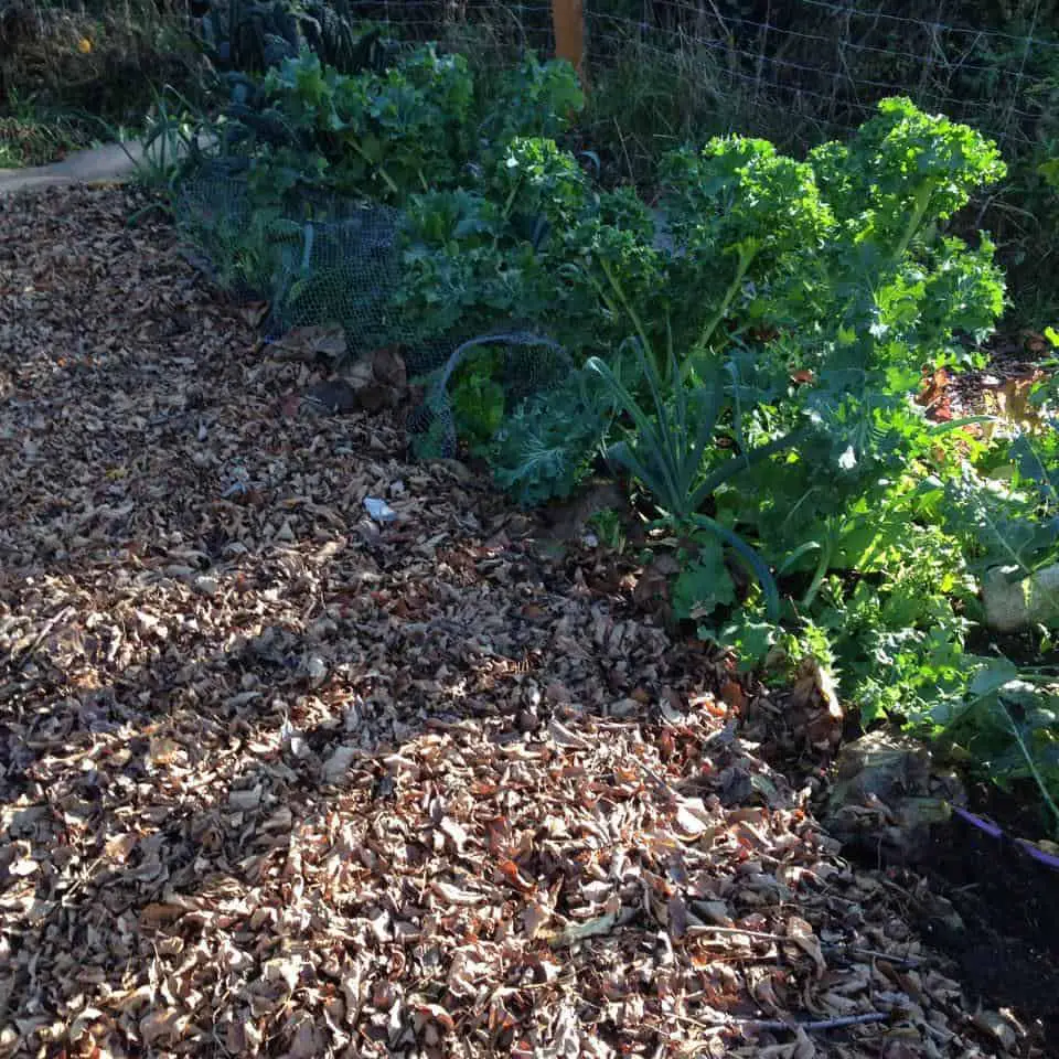 fall kale and leaves added to the garden