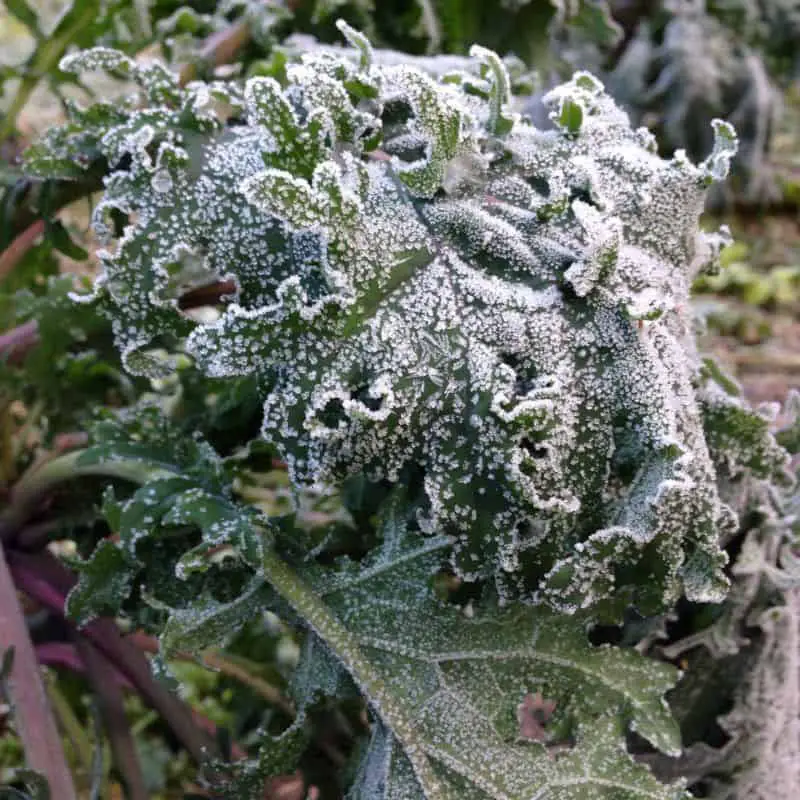 Frosted 'Red Russian' Kale in a fall garden