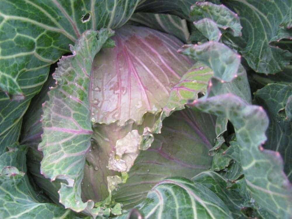 January King Cabbage in the fall garden rebounds after a frost & the color deepens