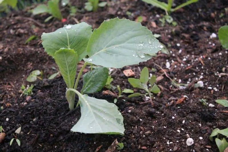 Growing your own transplants is the next gardening step