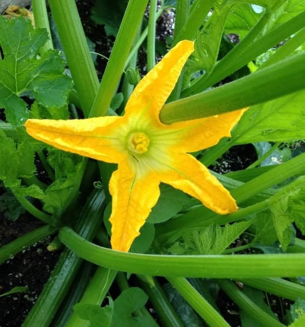 Zucchini Blossom