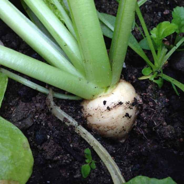hakurei baby turnips