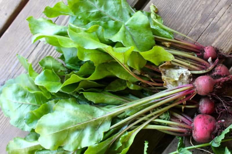 Chioggia' beet leaves have less of a red stem