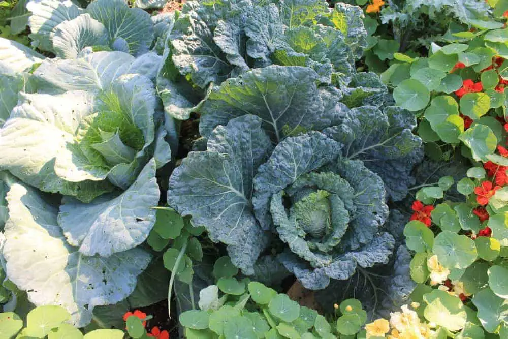 Companion Planting: Nasturtiums, cabbage, kale, broccoli, onions, vining zucchini and pole beans