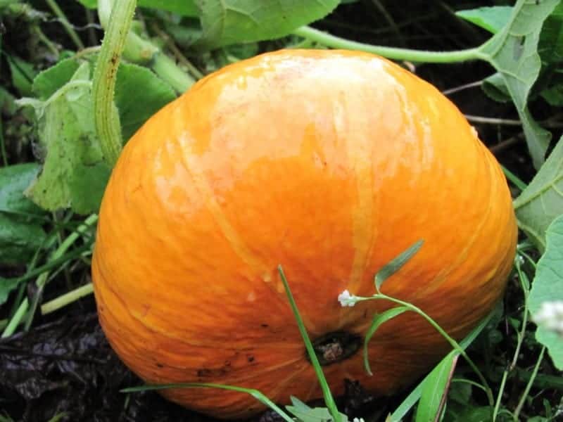 Growing Red Kuri Squash