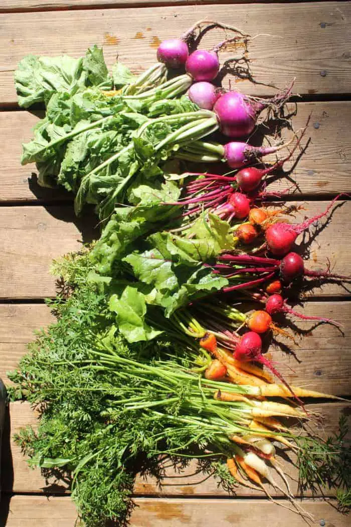 Root Crops