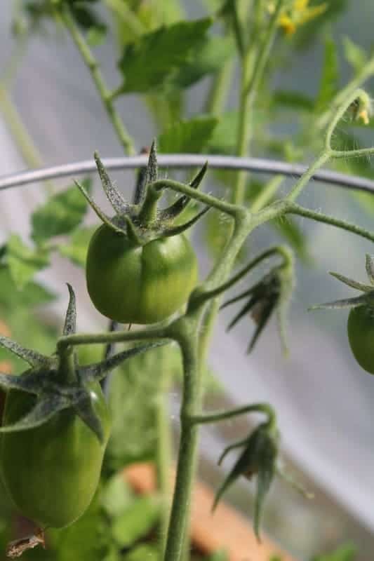 Fresh Green Tomatoes