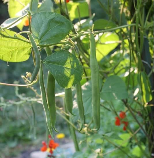 How to Grow Pole Beans up Sunflowers