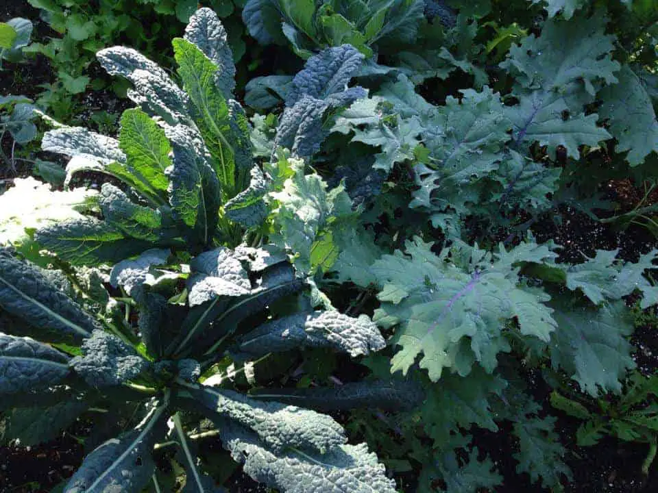 Growing kale