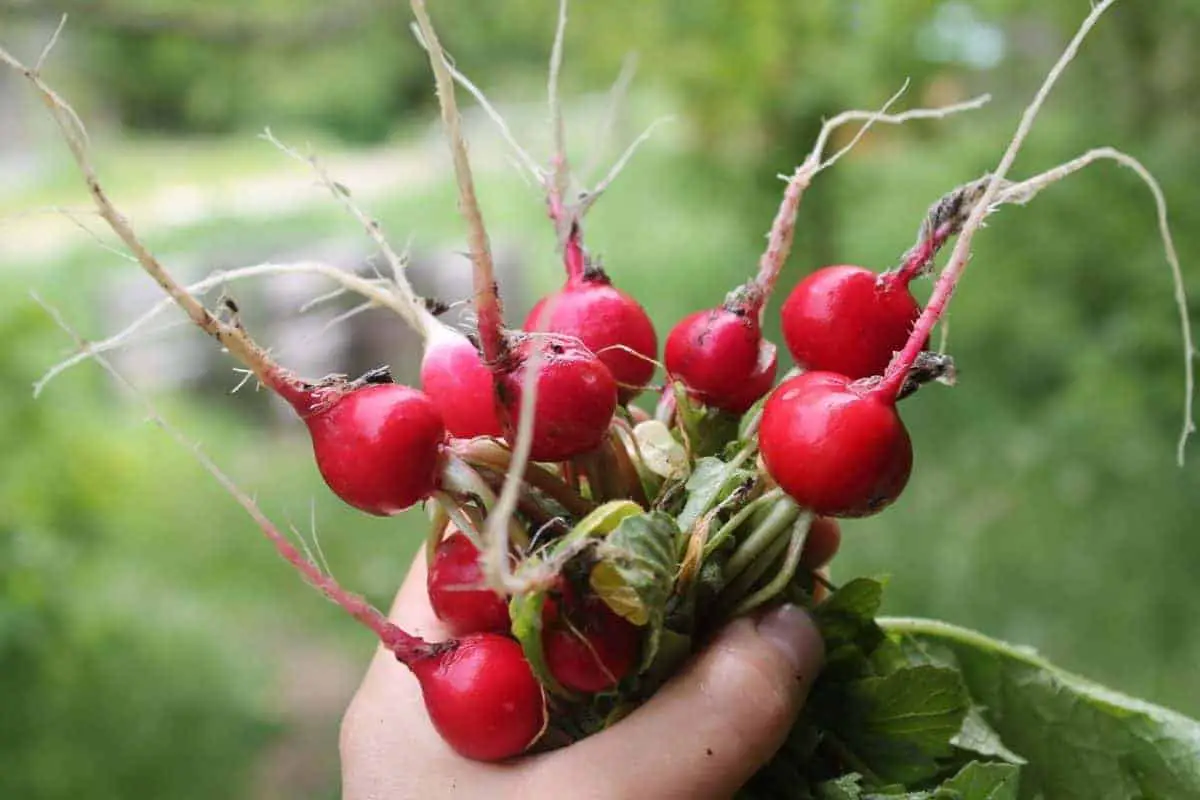 Radishes are super easy to grow