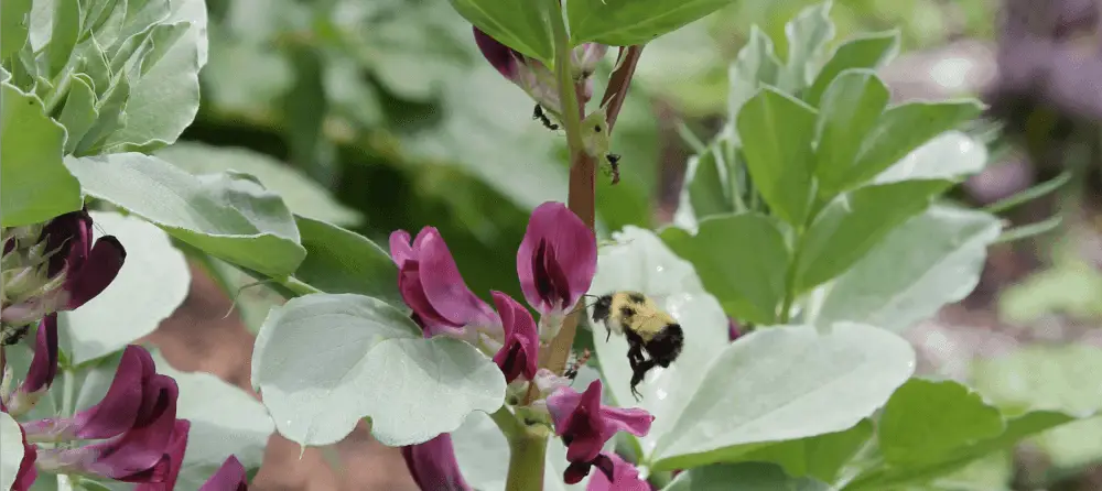 Bumblebee and purple flowers