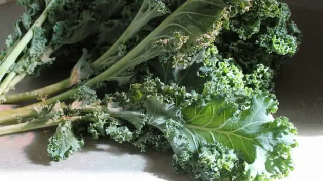 How to grow kale + kale varieties