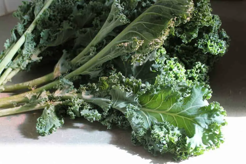 How to grow kale + kale varieties