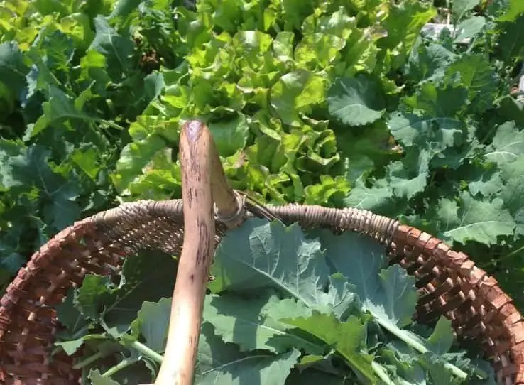 Grow Enough Food To Feed A Family Family Food Garden grow-enough-food-to-feed-a-family-family-food-garden