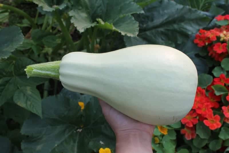 White Marrow Summer Squash