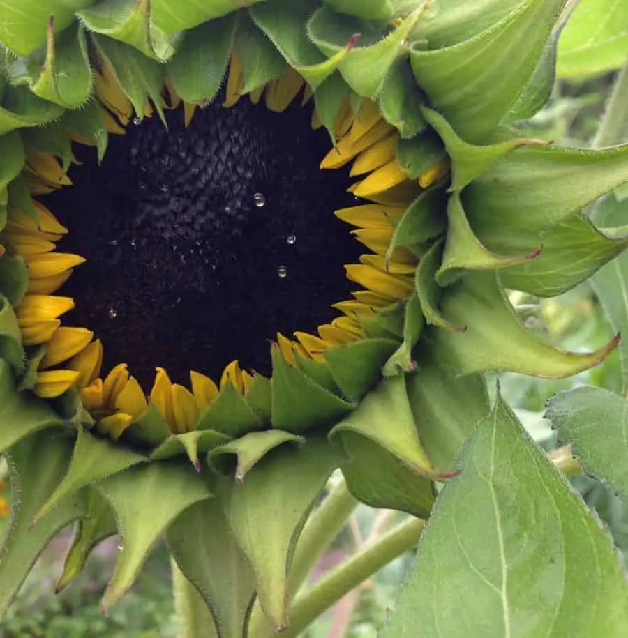 Close-up of a closed sunflower