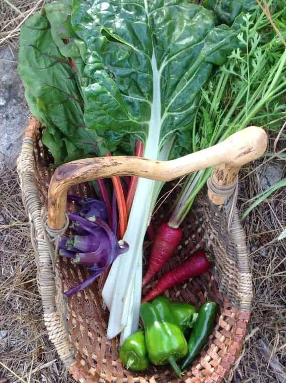 Freshly Harvested Produce