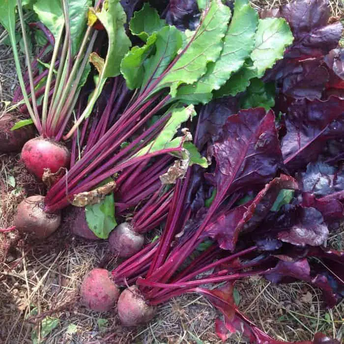 Many beet greens offer different colored leaves that you can eat