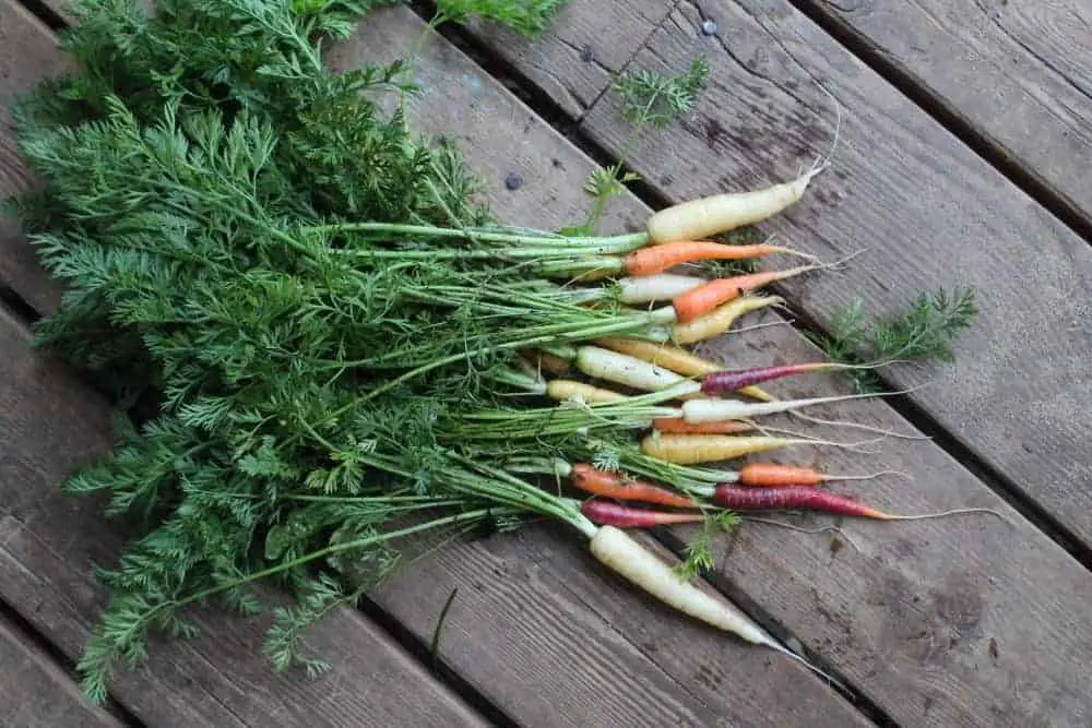 Root veggies to sow in the springtime