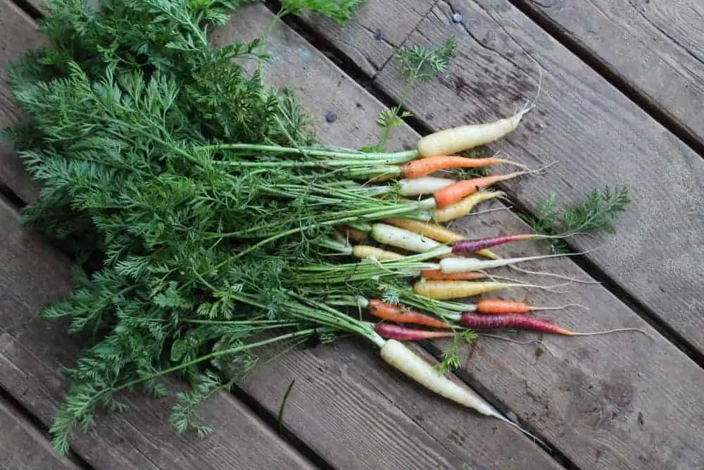 Rainbow carrots