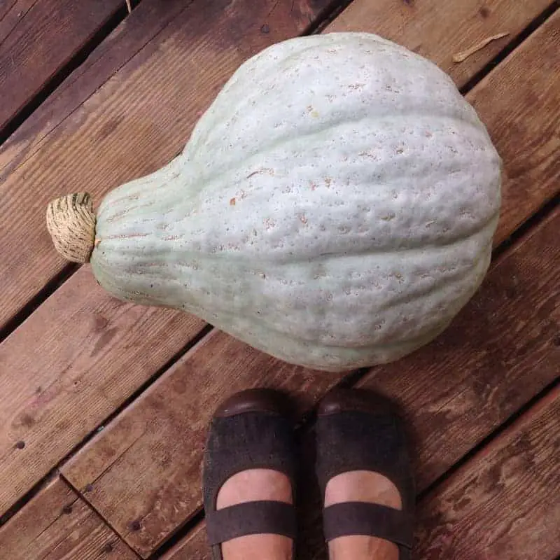 Blue Hubbard Heirloom winter squash- How to harvest, cure & store winter squash and pumpkins