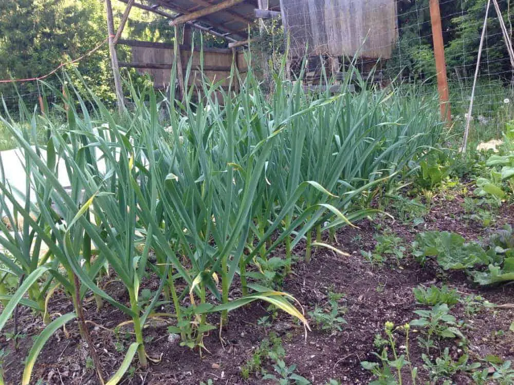 Planting and harvesting garlic