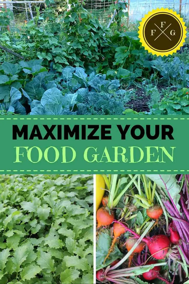 Maximize Your Food Garden and Get More Yield with these Methods!
