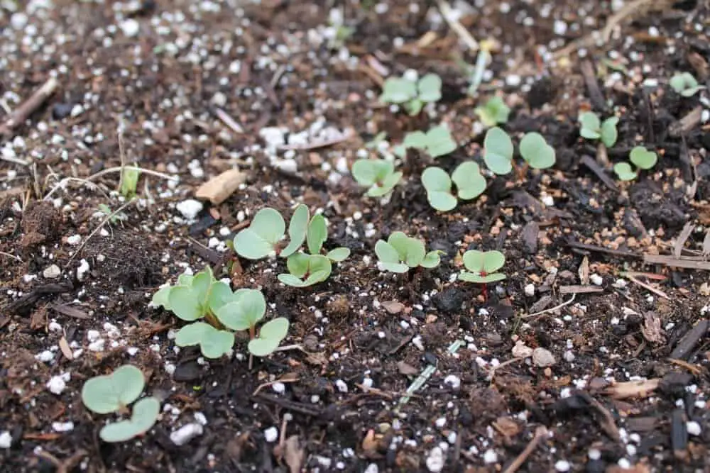 When to start direct seeding or transplanting