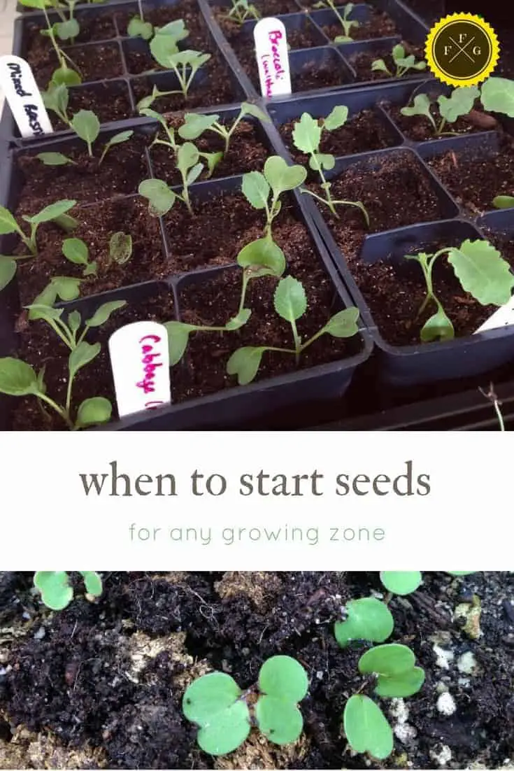 when to start seeds? Count back from your spring frost dates to learn when to sow in any climate