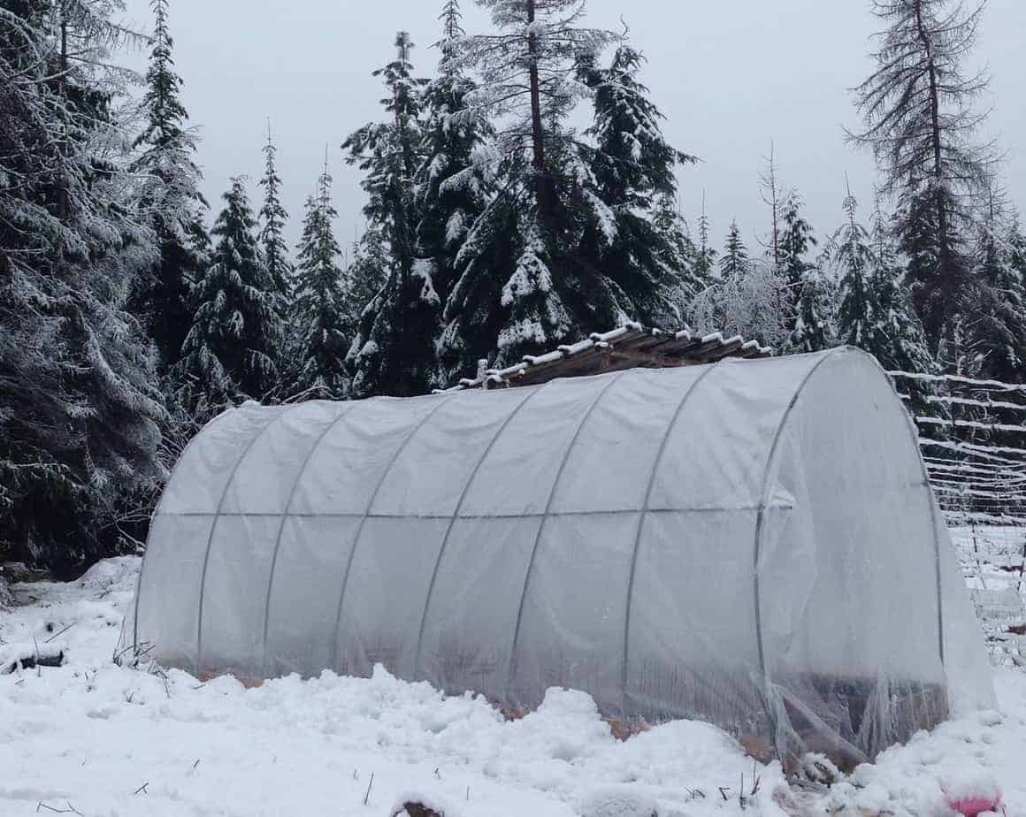 Polytunnel greenhouse