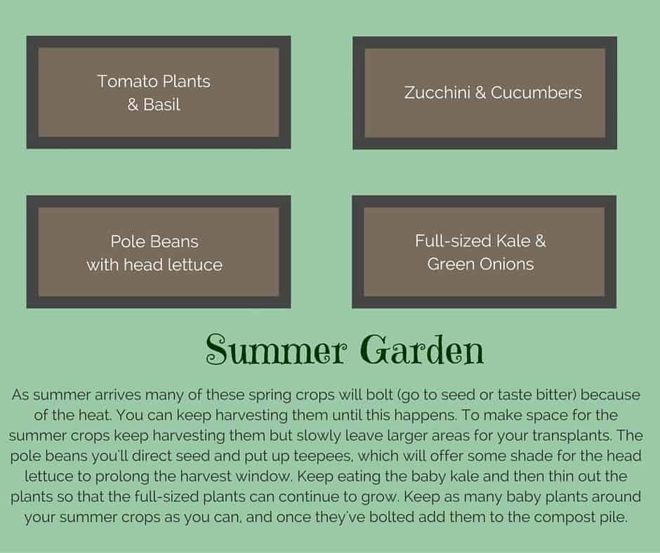 Plant list for a summer raised vegetable garden