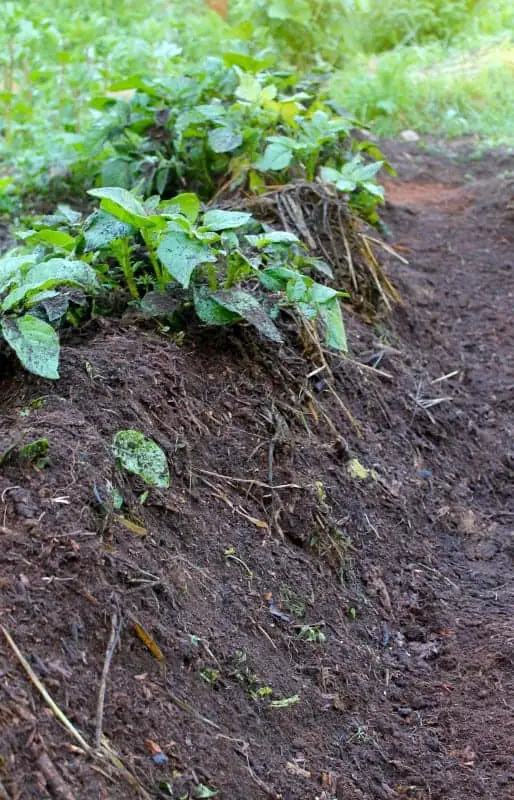 Hilling up potatoes for more yields