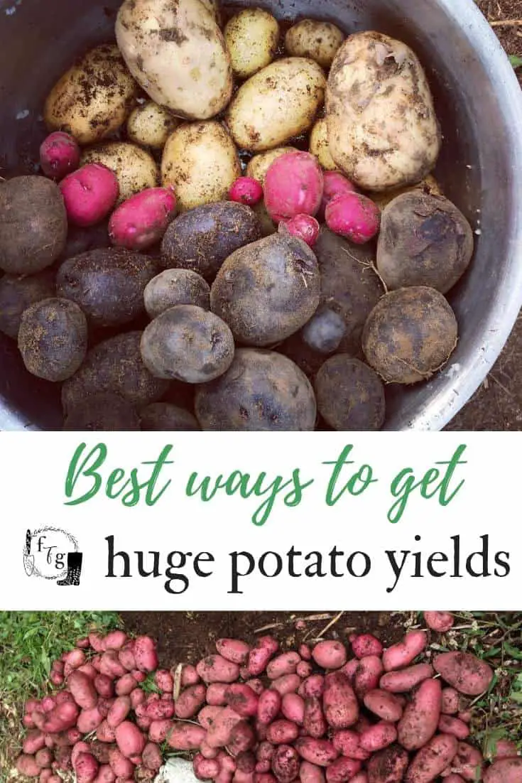 Best ways to get huge potato yields