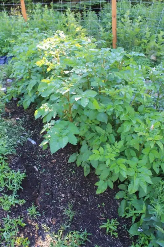 Growing potatoes 'hilled up' technique