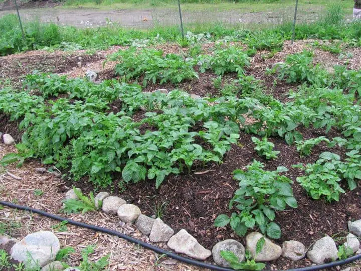 Plantar papas en un pequeño jardín.