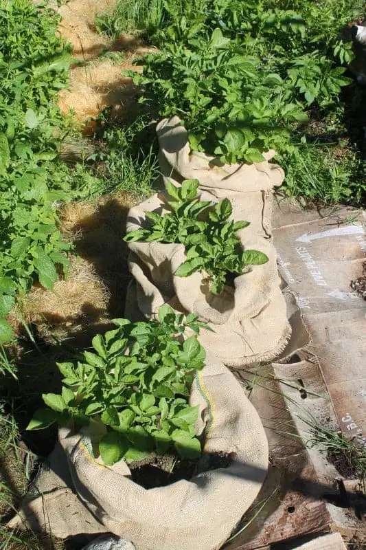 Growing potatoes in burlap bags