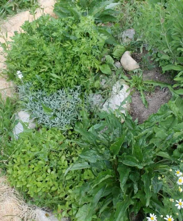 Permaculture herb spiral