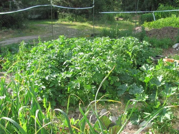 How to grow more potatoes