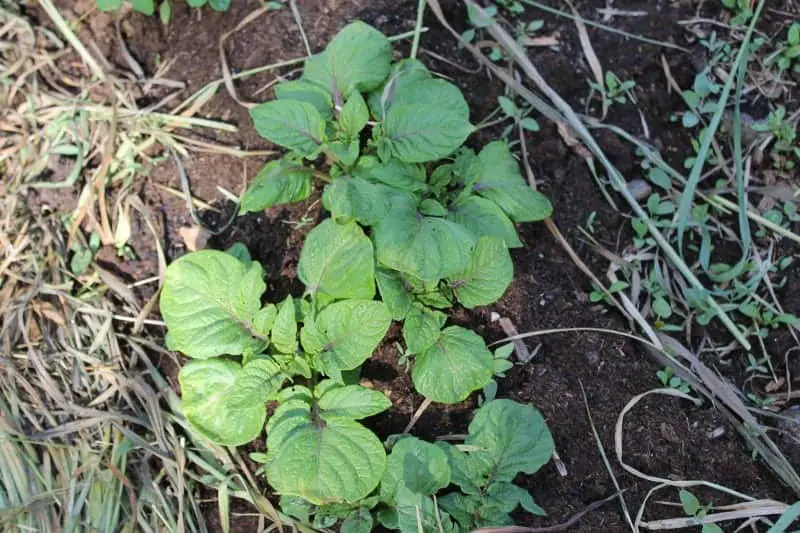 How to grow potatoes