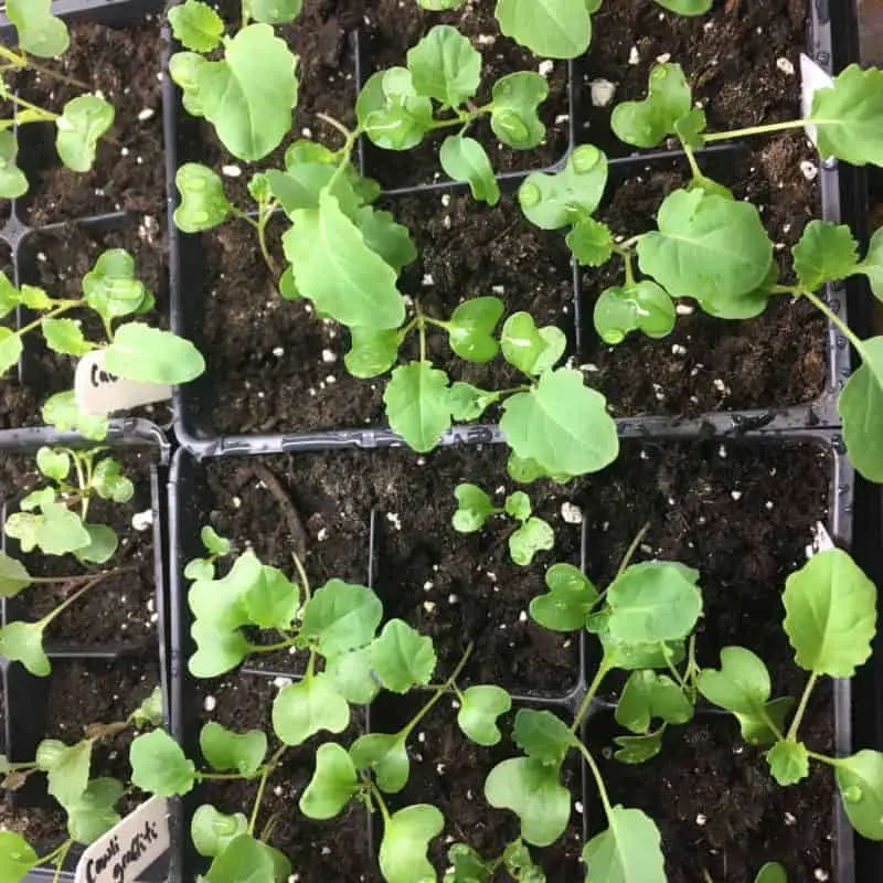 Growing Seedlings