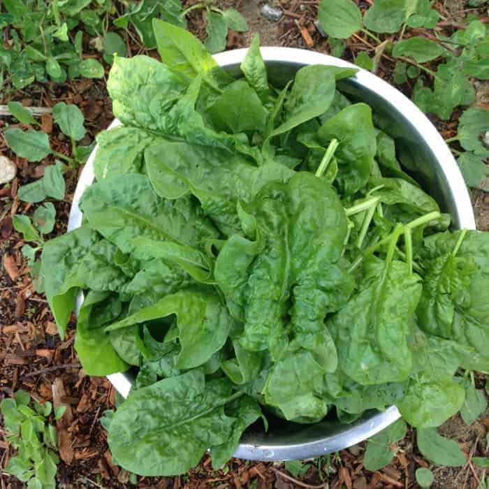 Cold Hardy Crops for the Fall & Winter Vegetable Garden