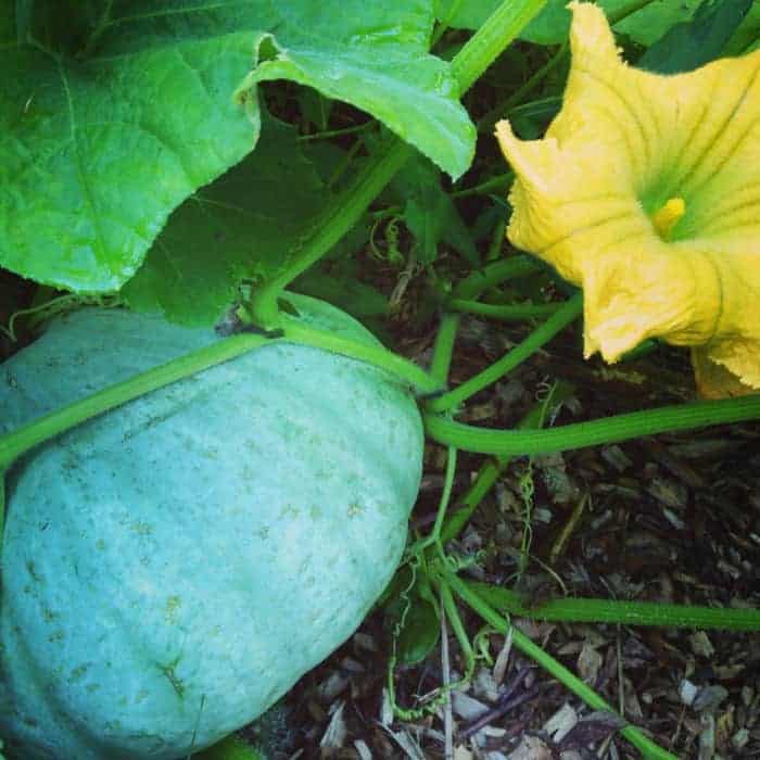 Sweet Meat winter squash- How to harvest, cure & store winter squash and pumpkins