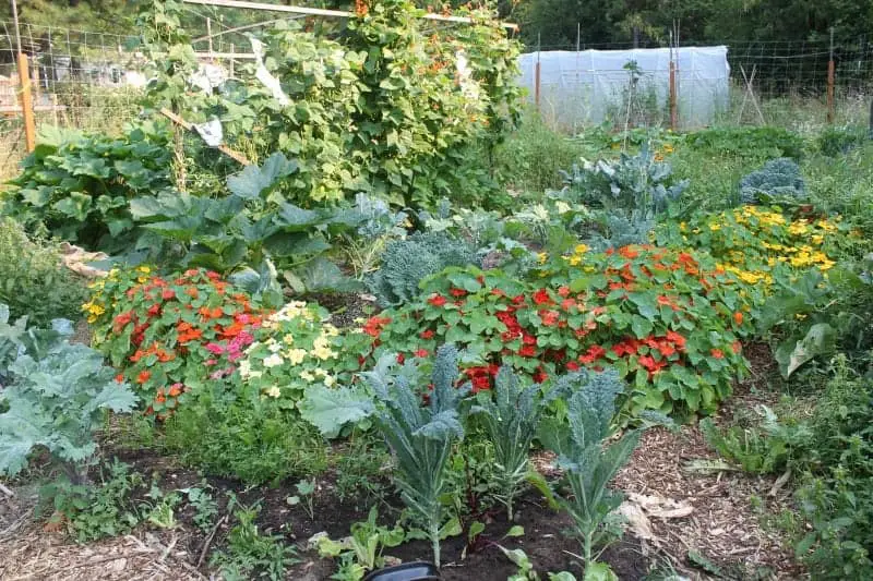 Gorgeous edible landscaping in a permaculture organic garden