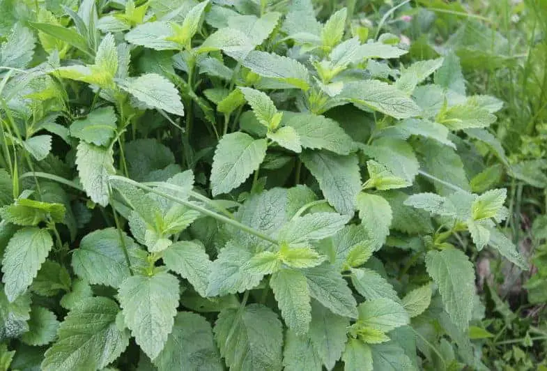 Lemon balm can be too invasive for a herb spiral