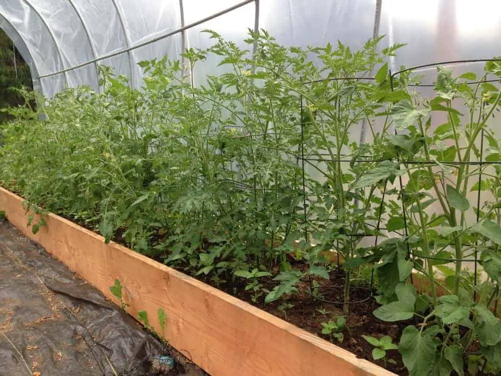Polytunnel greenhouse gardening